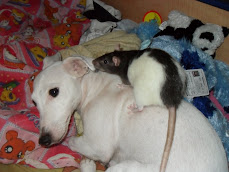 my rat and my dog