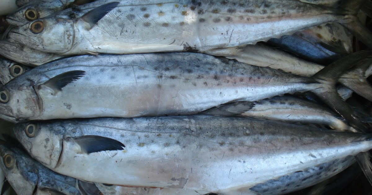 LIVRO DE RECEITAS: PEIXE (PESCADA BRANCA)