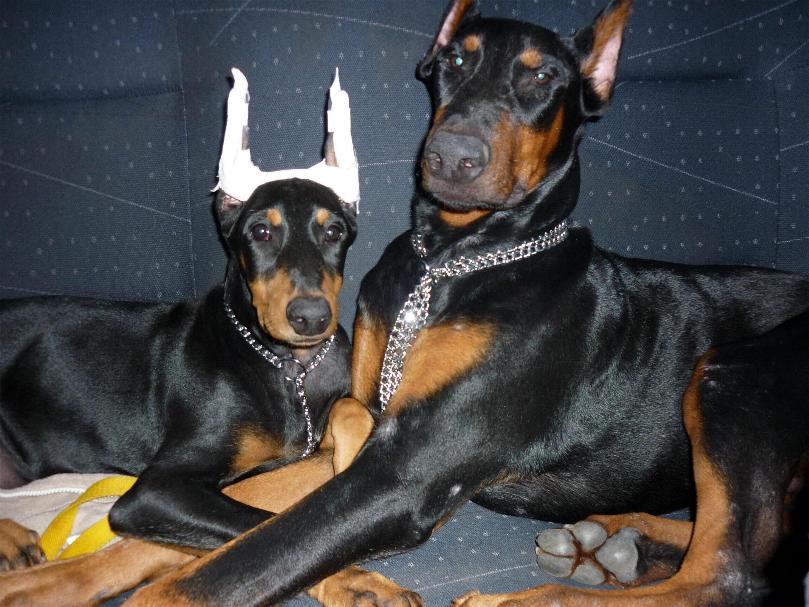 DOBERMANN VON SCHONHEITEN- BELLEZAS