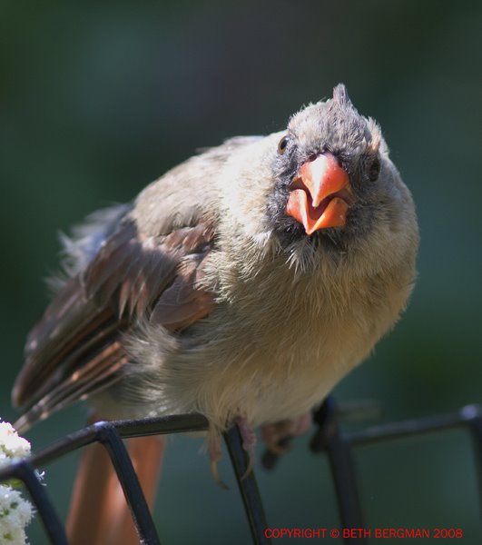 [Cardinal101EM.jpg]