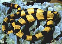 (If bitten and venom is injected) The most venomous snake on earth is the  Belcher's Sea Snake (Hydrophis Belcheri) or the Faint Banded Sea Snake, some.