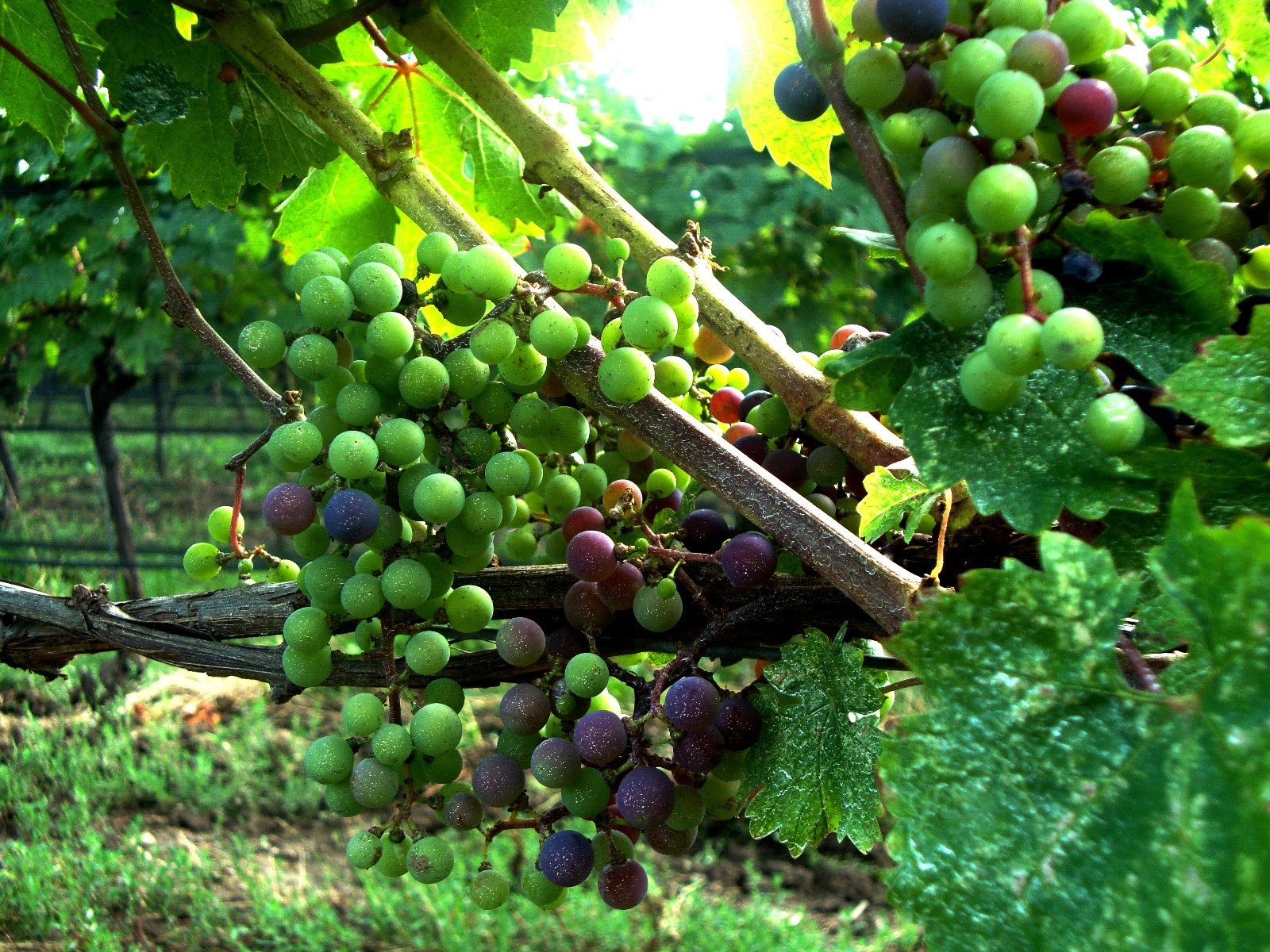 niagara winery