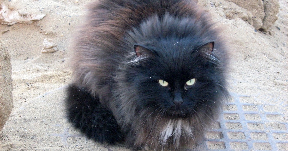 russian black cat