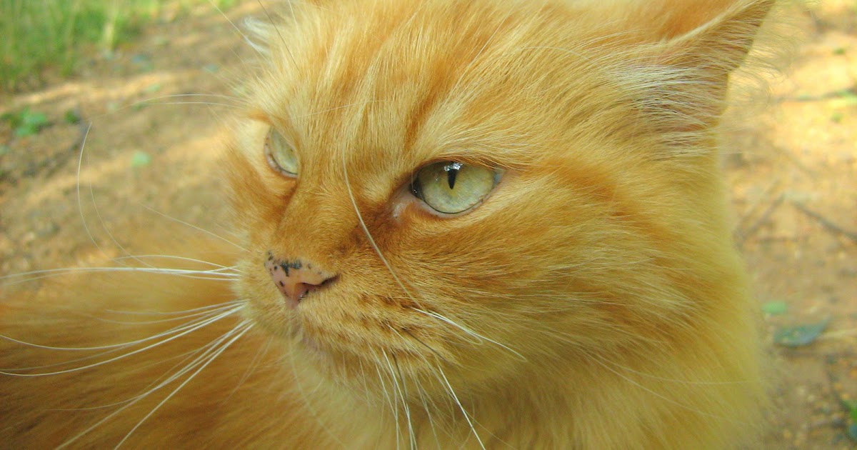 Affectionate Ginger Old Cat — Russian Cats Pictures