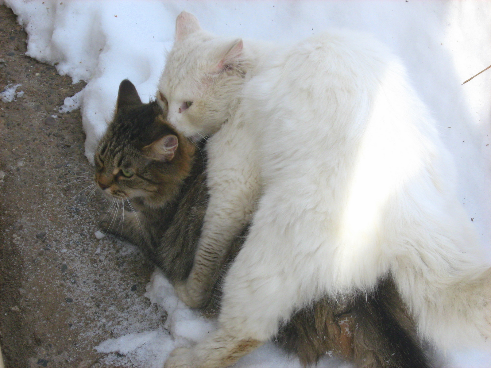 Playing White Cat and Tortoiseshell Kitty — Russian Cats Pictures