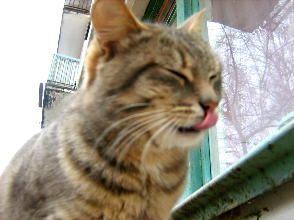 DifferEyed Blue Mackerel Tabby Kitty — Russian Cats Pictures