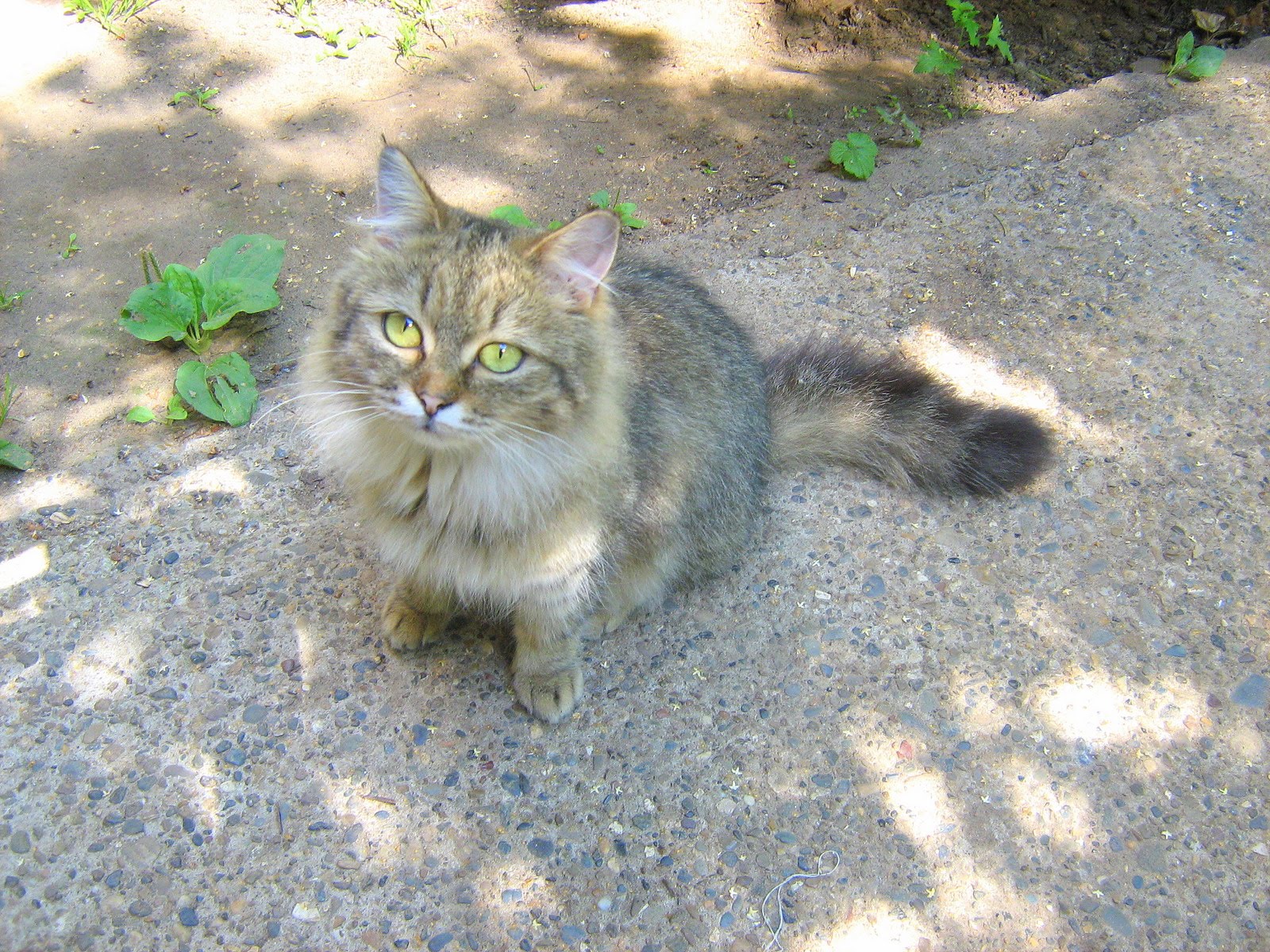 Green Eyed Kitty