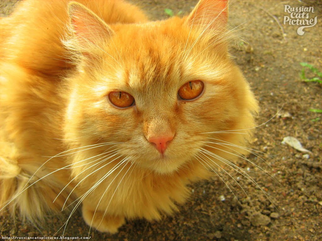 RedEyed Red Mackerel Tabby Sad Cat — Russian Cats Pictures
