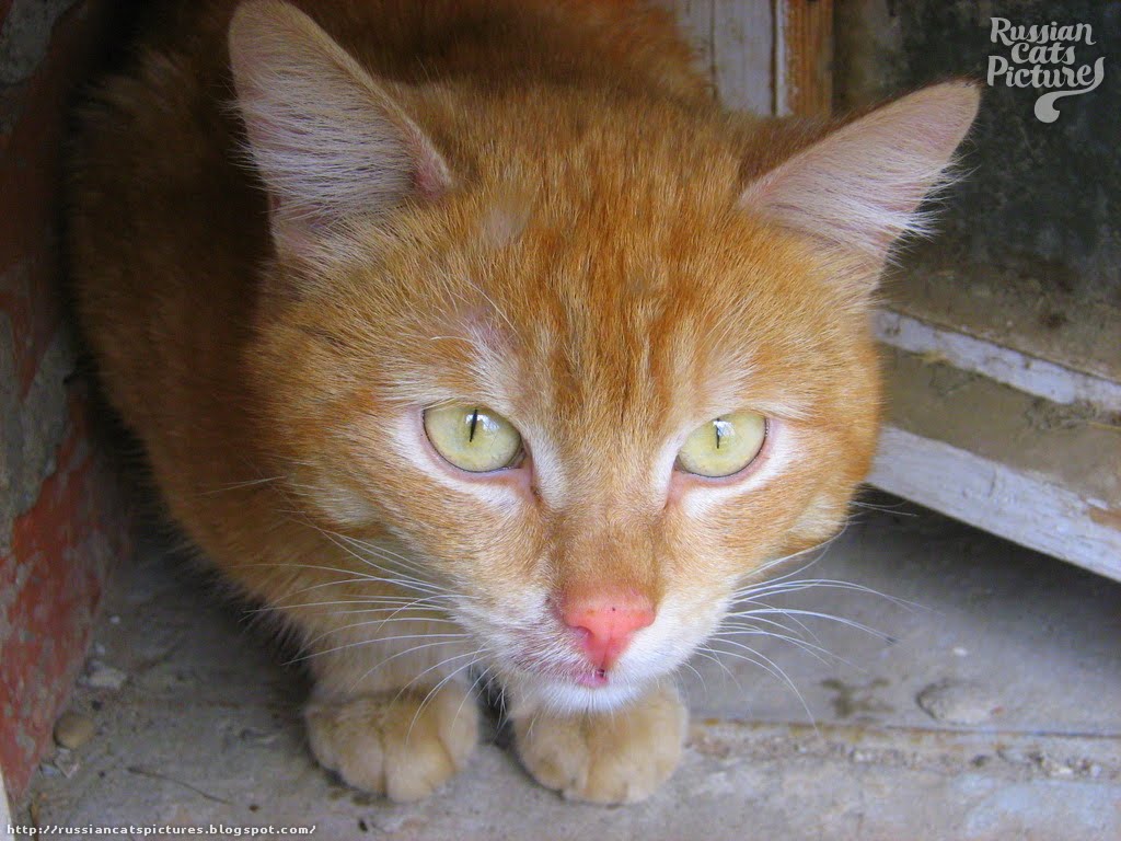 YellowEyed Red Mackerel Tabby Insolent Cat — Russian Cats Pictures