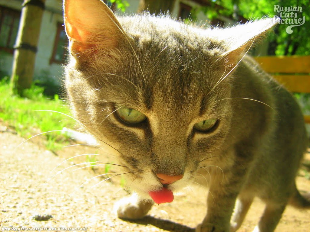 LimeEyed Blue Mackerel Tabby Hungry Kitty — Russian Cats Pictures
