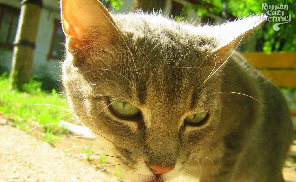 LimeEyed Blue Mackerel Tabby Hungry Kitty — Russian Cats Pictures