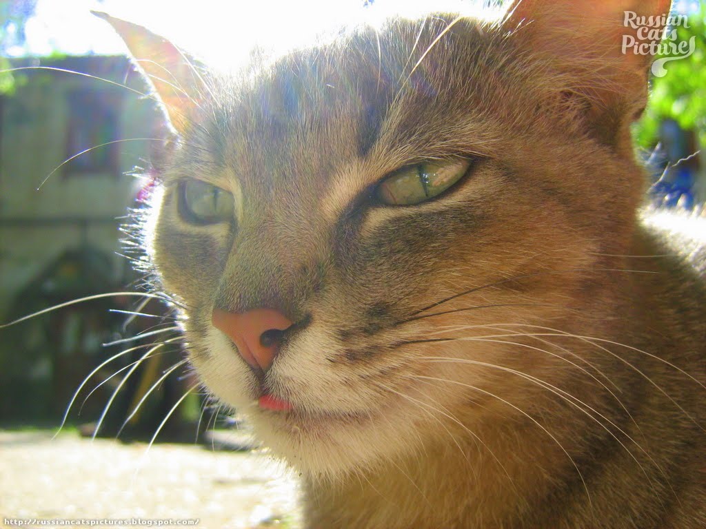 LimeEyed Blue Mackerel Tabby Hungry Kitty — Russian Cats Pictures