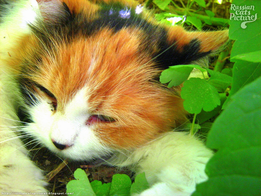Green Eyed Kitty