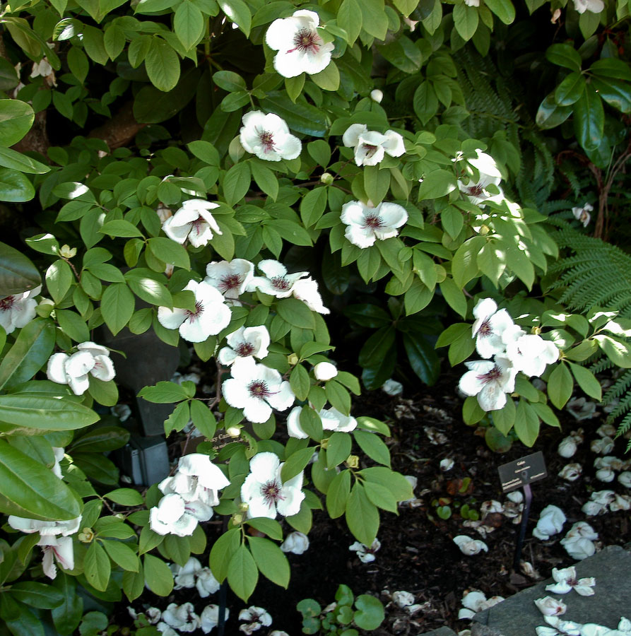 Stewartia Malacodendron