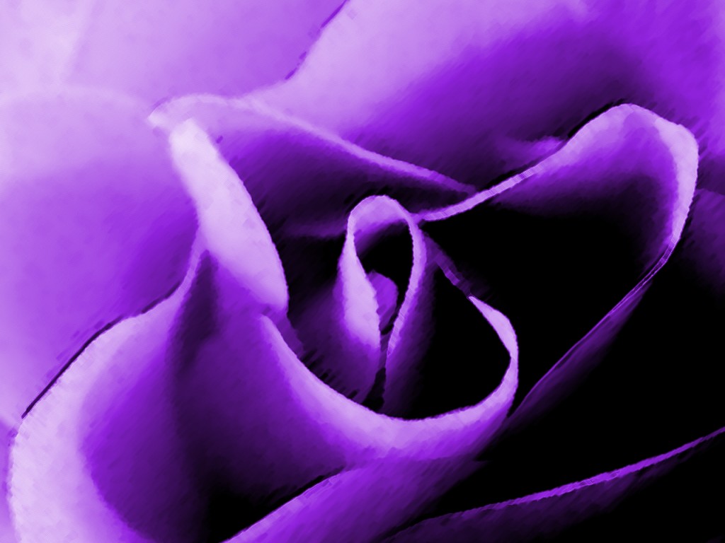 Labels: flower, purple