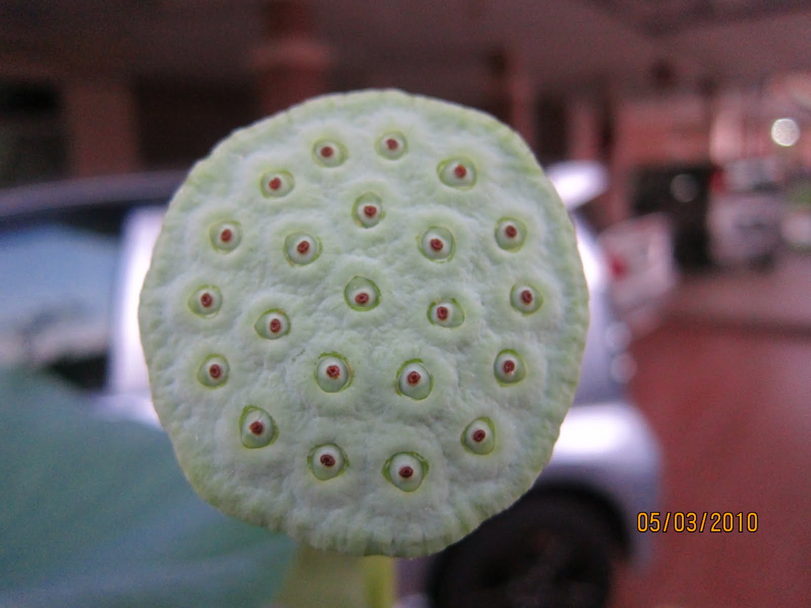the science of trypophobia Explore amy's board trypophobia on pinterest | see more ideas about trypophobia, abstract and fractals discover recipes, home ideas, style inspiration and other ideas to try a board by amy pinterest science image of foxglove seed (digitalis purpurea. the science of trypophobia Explore amy's board trypophobia on pinterest | see more ideas about trypophobia, abstract and fractals discover recipes, home ideas, style inspiration and other ideas to try a board by amy pinterest science image of foxglove seed (digitalis purpurea.