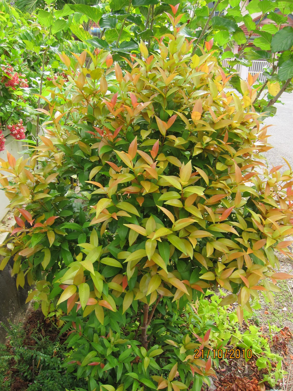 Shades of Grey Red tip Plant (Photinia)