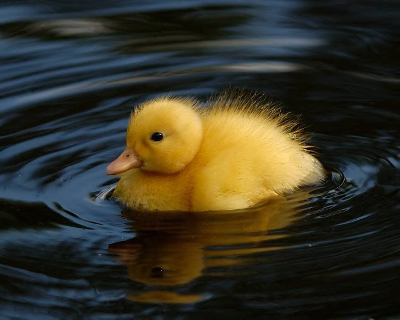 [duck.bmp]