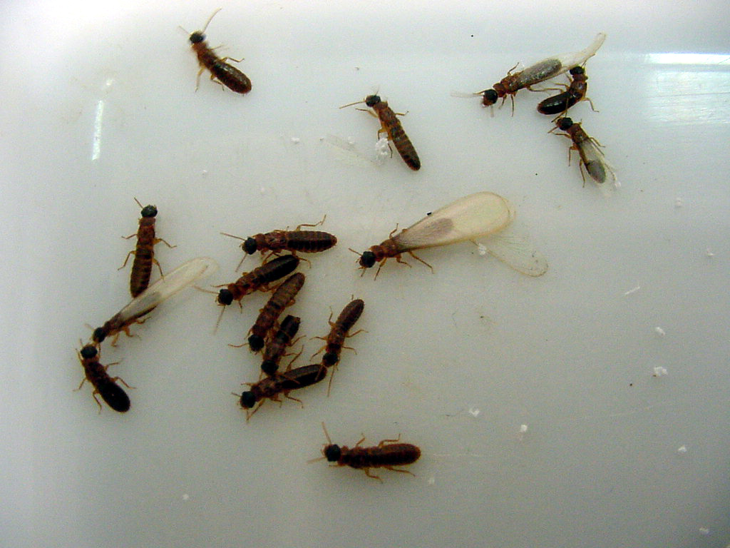 [1+borb+siriris.jpg]