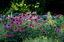 Pink Echinacea for Healing