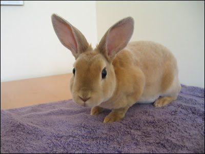 english rex rabbit