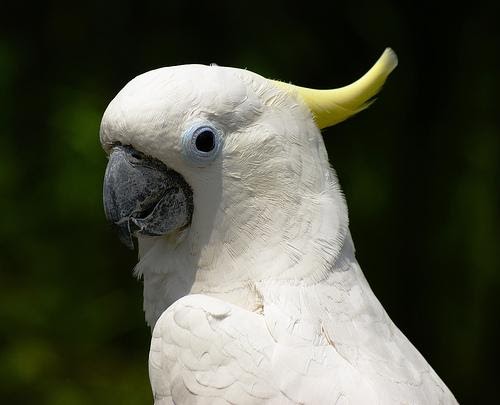 small cockatoo breeds small cockatoo breeds