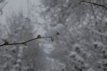 snowy buds