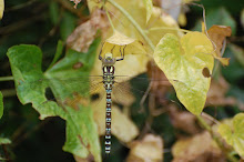 Southern Hawker