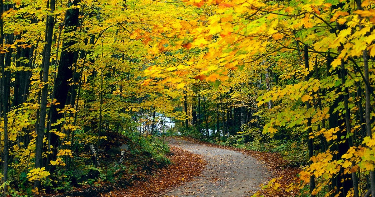 Autumn Wallpaper Background:Computer Wallpaper | Free Wallpaper Downloads