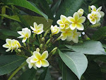 Fleur de Frangipanier