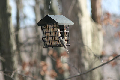 Tufted Titmouse