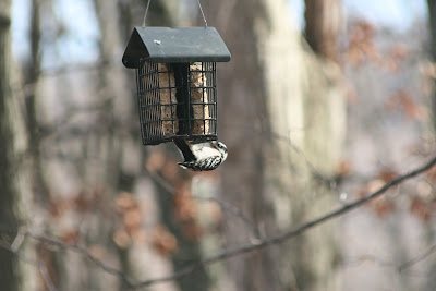 Downy Woodpecker