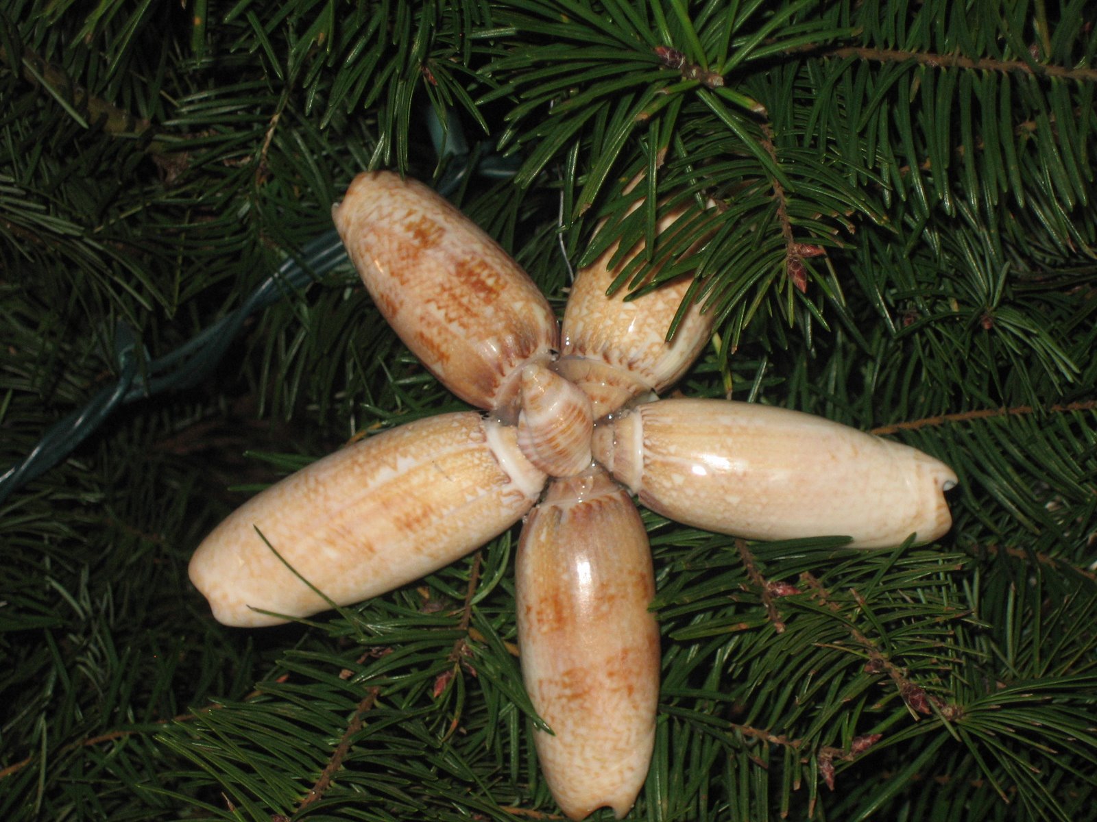 What's New Sea Shell Christmas Tree