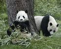 animalitos tristes
