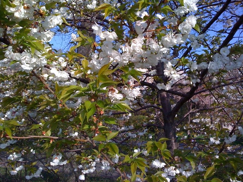 [Cental+Park+April09.jpg]