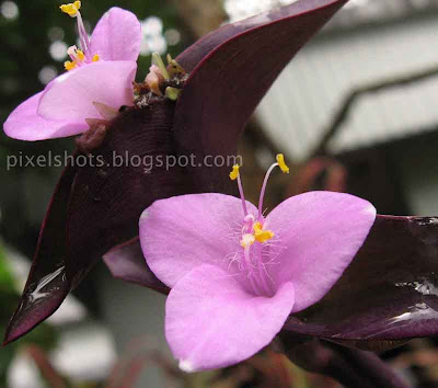 wandering jew,purple hearts,purple queens,Setcreasea pallida,Setcreasea purpurea,Commelinaceae,pink-flowers,small cute simple pink flowers closeup mode photo,Tradescantia flower closeups from kerala gardens,Tradescantia pallida,twin-pink-flowers,Groundcovers,perennials