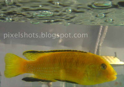 african-aquarium-fish,yellow-lab-fishes,yellow-prince,labido-ornamental-fish,lemon-drop-cichlids,kerala-aquarium-fishes,aquarium-fish-scientific-name-Labidochromis-caeruleus