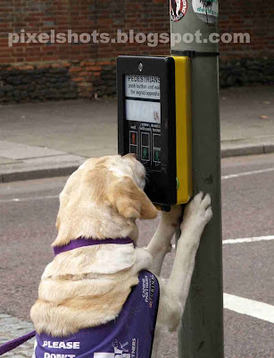 famous yellow Labrador endal operating buttons for pedestrians,trained assistance dogs in uk,world famous dogs,yellow labrador dogs helping people,most intelligent dogs ever known,assistance pet dogs,endals story now movie,endal movie,pet dog story made movie,amazing pet photos