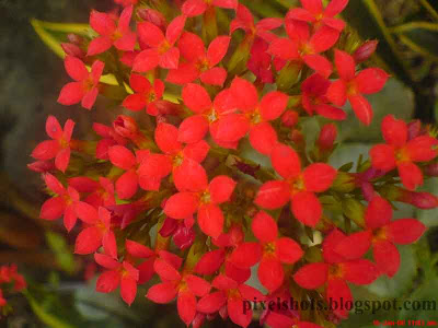 red flowers from home gardens taken in closeup mode of digital camera