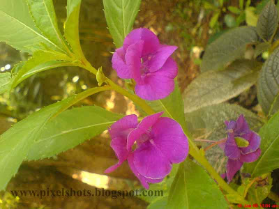 violet flowers of garden plant blossom taken from gardens in macro mode