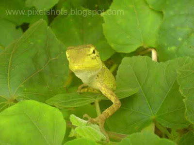 camelion sitting on a garden plant closeup photograph