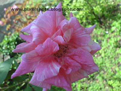 pink rose flower with curly petals closeup photograph from home garden