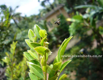 honey bee closeup photo from home garden,honeybee trying to get honey from a devadaru flower in home garden