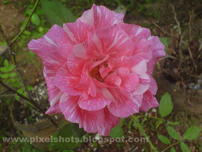 roses flowers in pink and white mixed coloured rose petals,photo from home garden