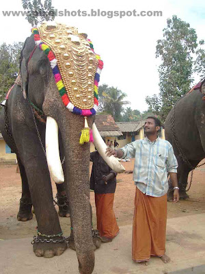 asian elephants,elephant-shankar,indian-elephant,keralas-mighty-elephants