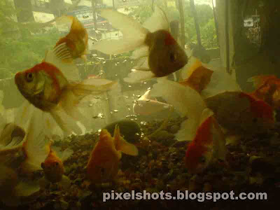 orandas,red white orandas in aquarium shop glass aquarium,oranda fish group,aquarium-fish-tank