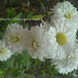 Kerala flowers:Yellow and white flowers of jamanthi,common South indian Flowers similar to spidermums