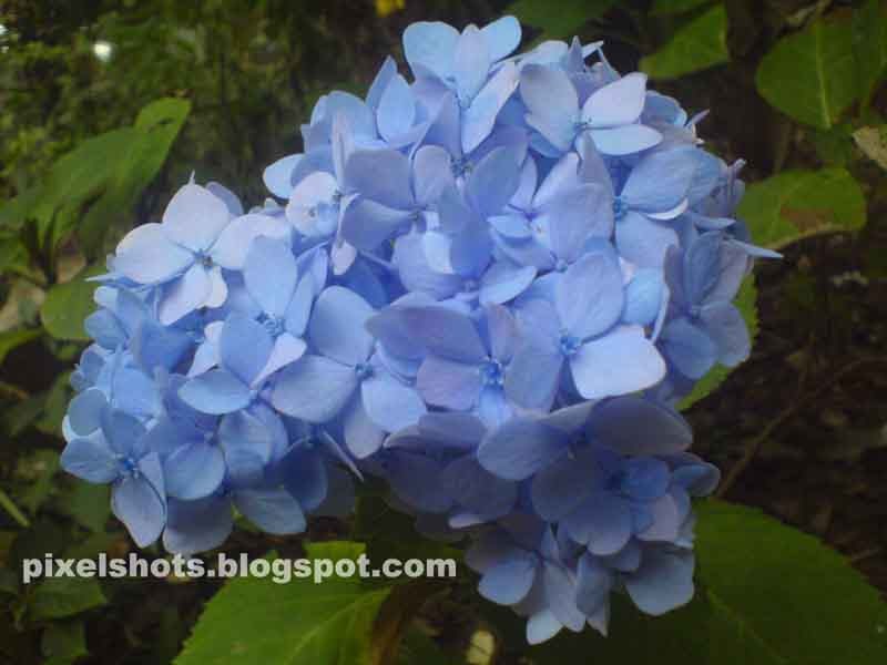 Hydrangea Violet FlowersKeralaPixelShotsKerala Travel & Nature