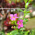 Violet Tiny Garden Flowers:Closeup Photos of Garden flowers in Kerala