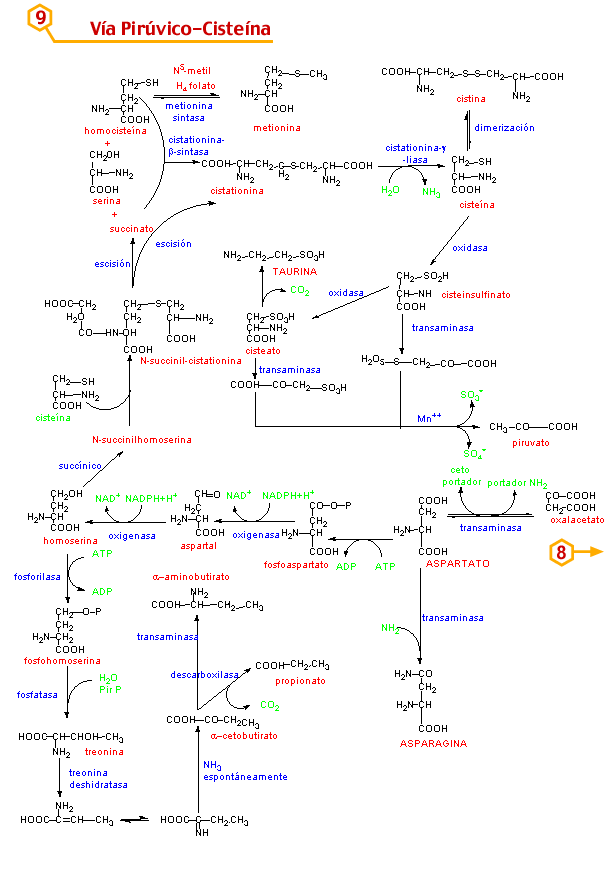 Ruta Metabolica